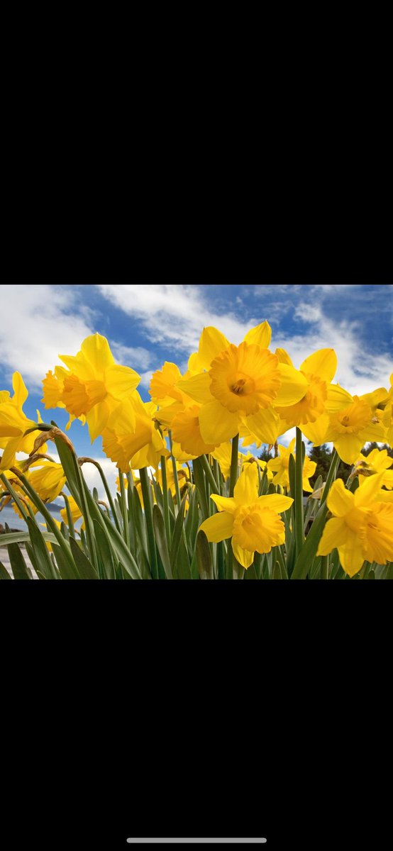 Dydd Gŵyl Dewi hapus i holl ddarllenwyr y Bigwn 🌼🏴󠁧󠁢󠁷󠁬󠁳󠁿