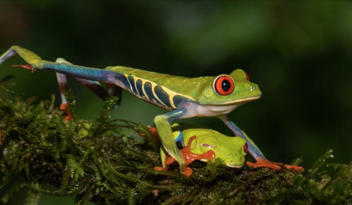 🐸#KunmingMontrealFramework (#GBF) Leaps! @UNDP @theGEF @UNEP @SCBD & others are collectively supporting 138 countries to align their 🌱National Biodiversity Strategies & Action Plans (#NBSAP) with the #GBF & meet global targets 🌐➡️bit.ly/3Tj8pPZ #UNEA6