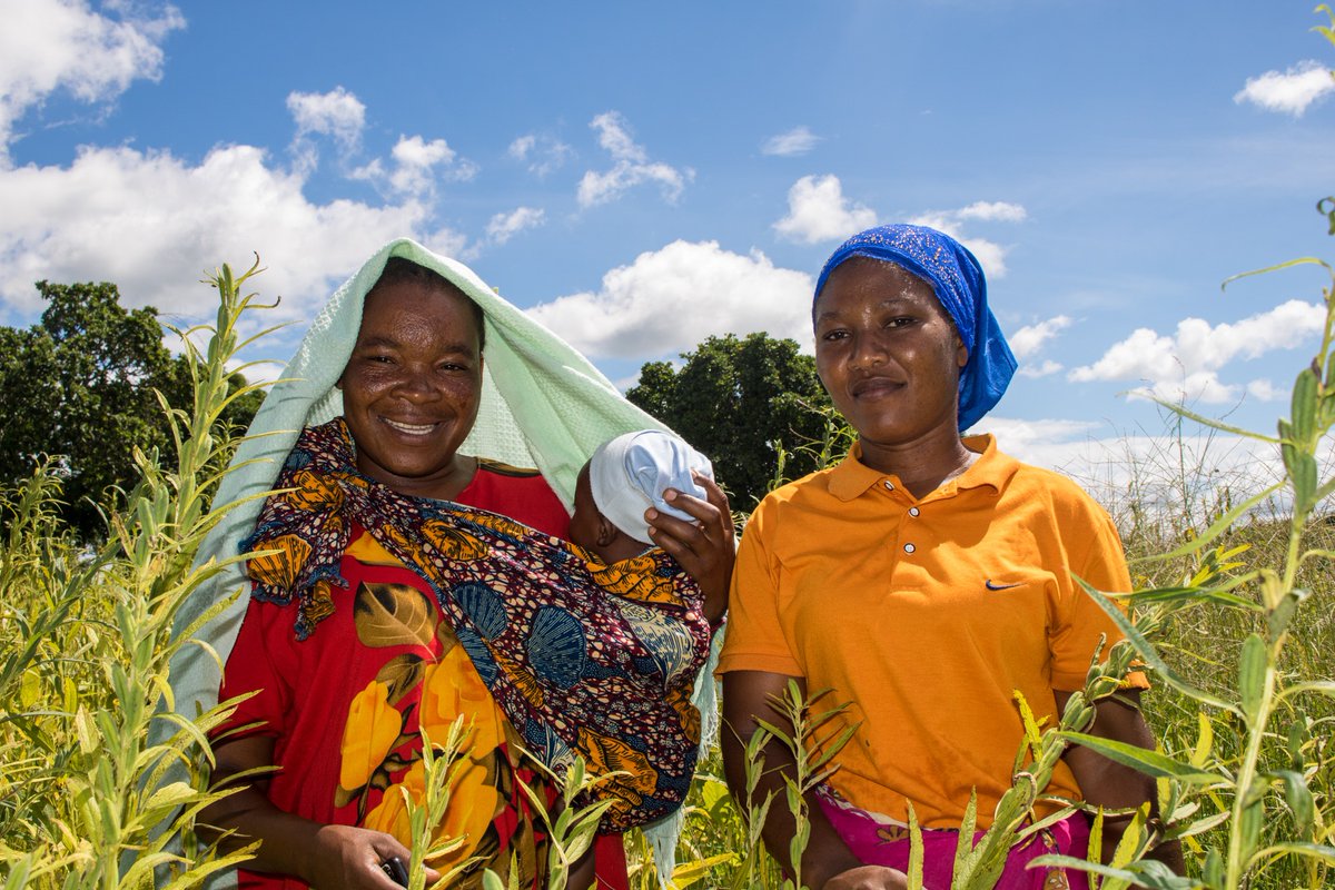 🌸 Welcome to March! 🌸 In Tanzania, women are the backbone of agriculture, driving food production, income, and community growth, despite the challenges they face. Let's celebrate these women's strength with inspiring stories of triumph. #RuralWomen #AgricultureEmpowerment