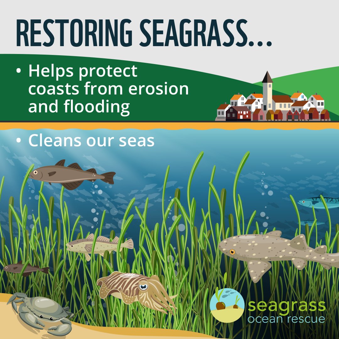We're expanding our #TheClimateProject campaign to extend to supporting @North_Wales_WT 's efforts to conserve seagrass. The sphagnum moss of the oceans and a powerful plant when it comes to fighting the climate crisis.⁠ ⁠⁠⁠ 🌊 Volunteer days: hillwalking.thebmc.co.uk/seagrass