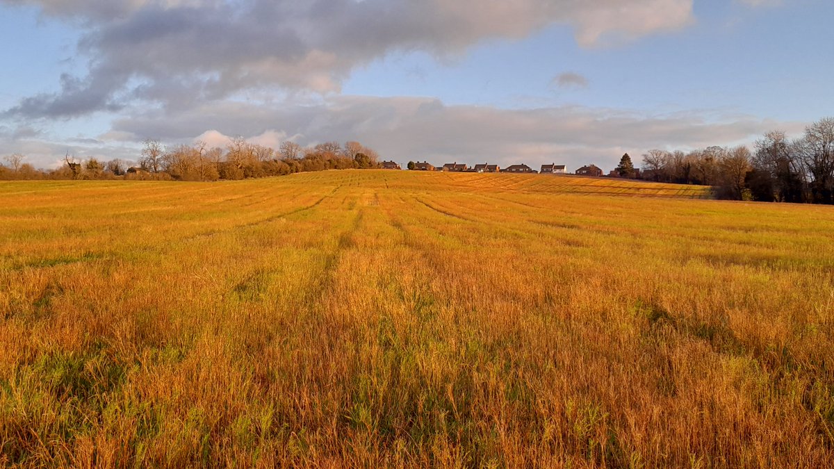 louis_phipps's tweet image. Cover crop folk, pls help. We haven't managed to spray off our cover crops &amp;amp; we couldn't graze them due to dog walkers. Should I still try and spray off ASAP, or wait until just before drilling (if conditions ever improve)? Mainly linseed, phacelia, vol barley. @CoverCropsGuide