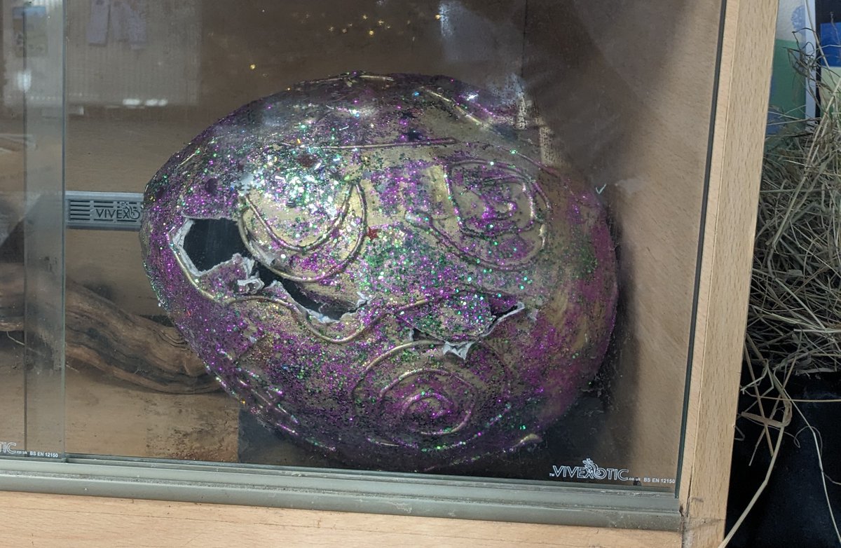 STOP PRESS! The egg has a crack in it! We have had to put it in a tank in case the baby dragon hatches over the weekend. We will keep you posted......