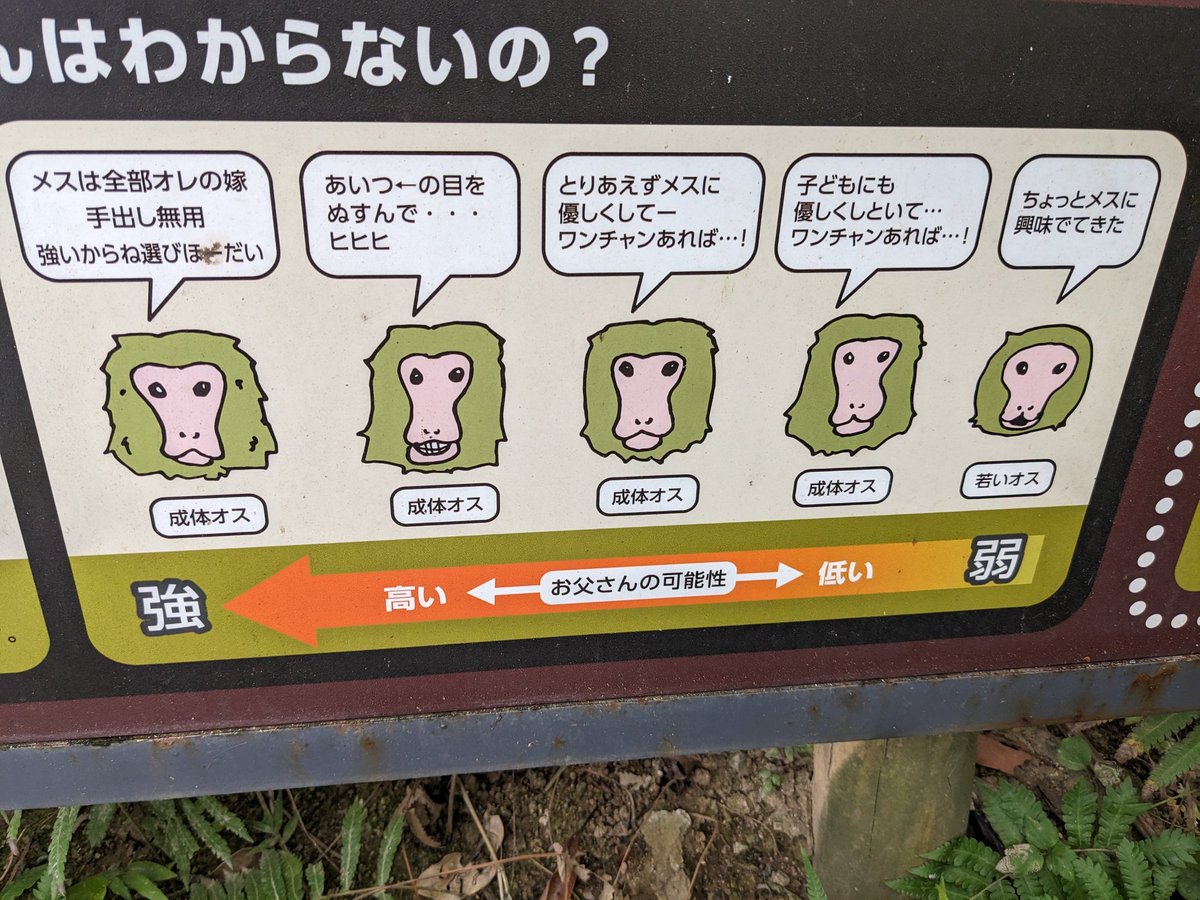 猿の性欲、人間と変わらない気がする。