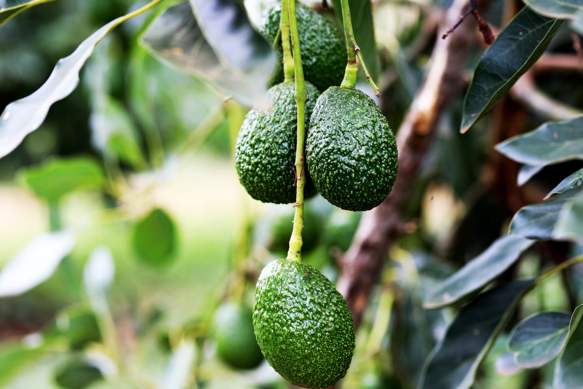 OPENING SEASON FOR AVOCADO EXPORTS FOR THE 2024/2025 FISCAL YEAR. This is to notify all Avocado Exporters that the harvesting of Hass and Fuerte avocado varieties for export is now open with effect from 1st March 2024.
