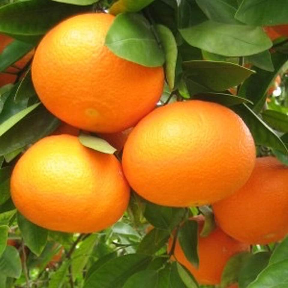 85 years ago today on 1 Mar 1939, David Daniel Phillips of Manchester submitted a new variety of citrus; the ortanique, to board of #Jamaica Agricultural Society: (ORange + TANgerine + unIQUE). Innovation in agribusiness is essential if we are to revive a moribund sector.