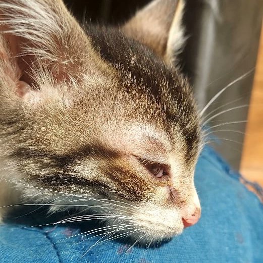 Hello Friends, 
Pls share this post in ur links so that innocent kitten as soon get loving family home.
Every day give small timec for save voiceless, it's not depend only for love animals, It depends on ur ethics and you can help easily..
📞🐾🏘️ 9354727489, Delhi Dakshin puri