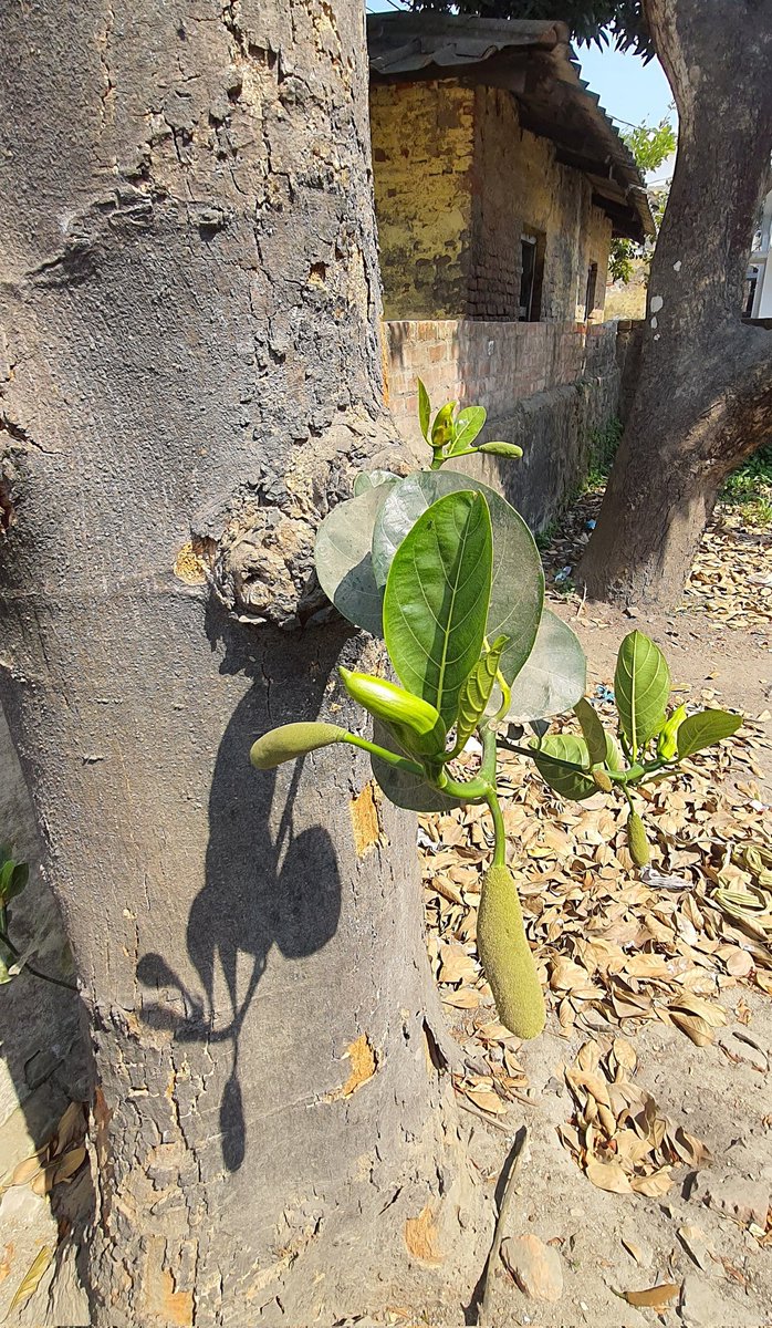 The little jackfruit.....