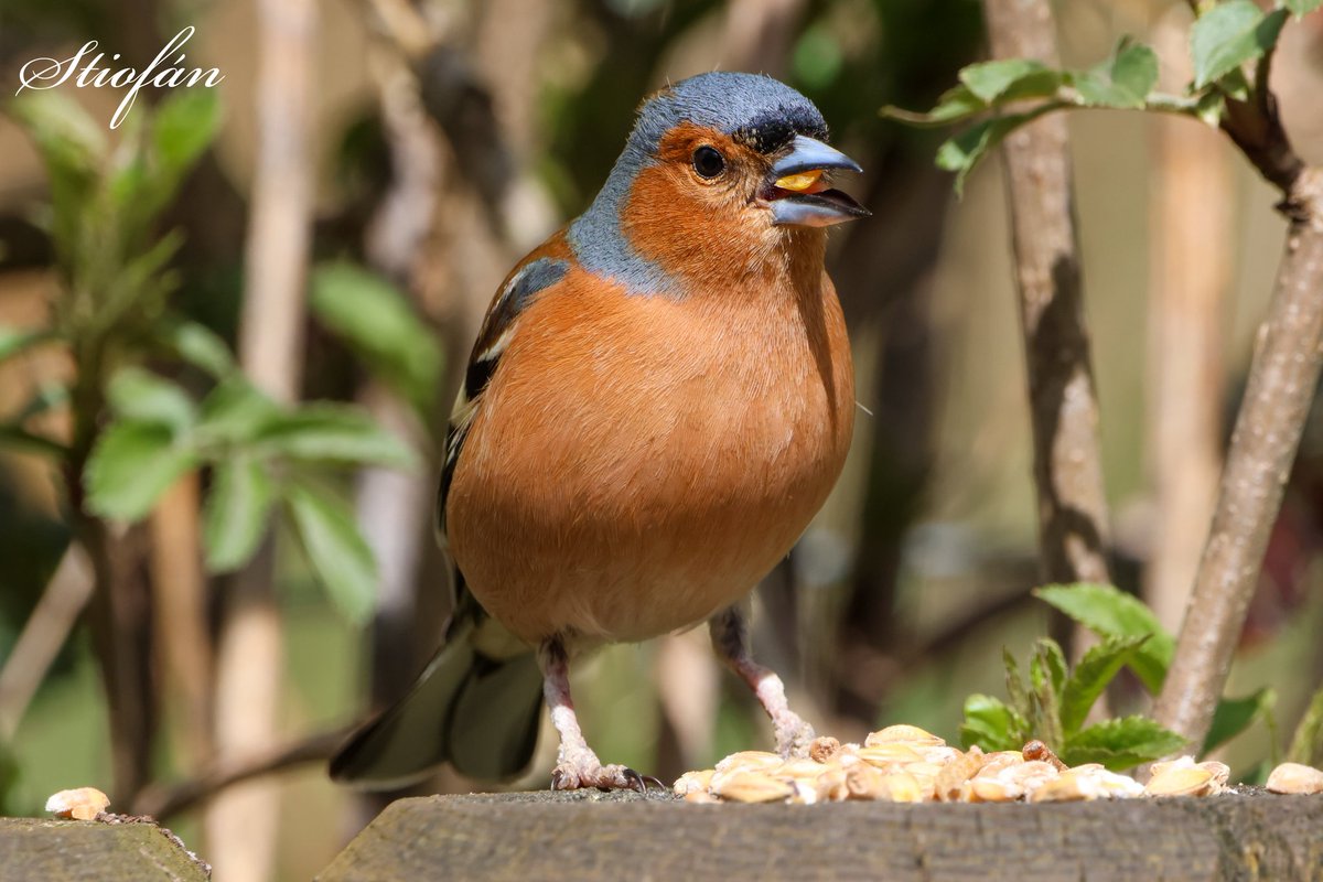 Chaffinch