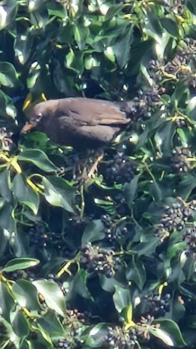 Blackbird eating ivy fruit
