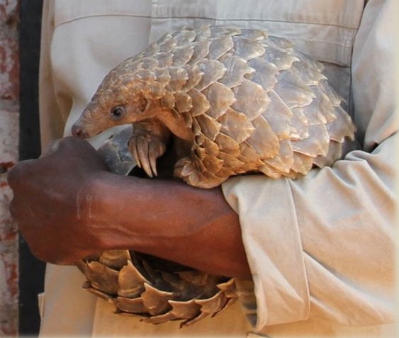 Two Zimbabwean nationals were sentenced today in the Cullinan court after we apprehended them in 2020 & retrieved a dead Temmink's pangolin - 10 years direct imprisonment, 2 years of which suspended for 5 years, 4 years for cruelty to animals 👊💥