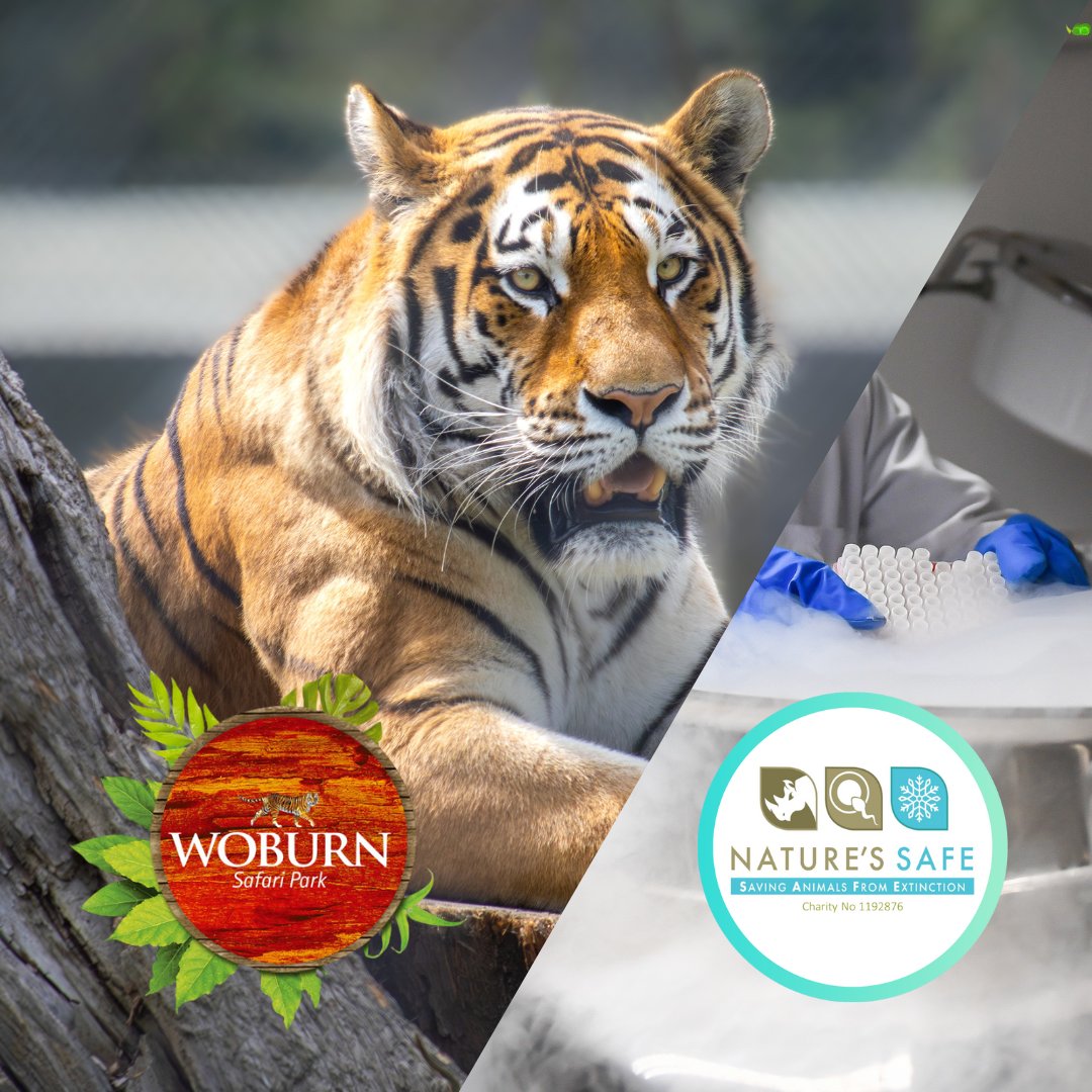 For the past 3 years, we have been expanding our network of impact by working with zoos, wildlife parks and wildlife rescue centres around the UK. Now we’ve added another new partner to our list: Woburn Safari Park! Read more at: linkedin.com/posts/natures-…