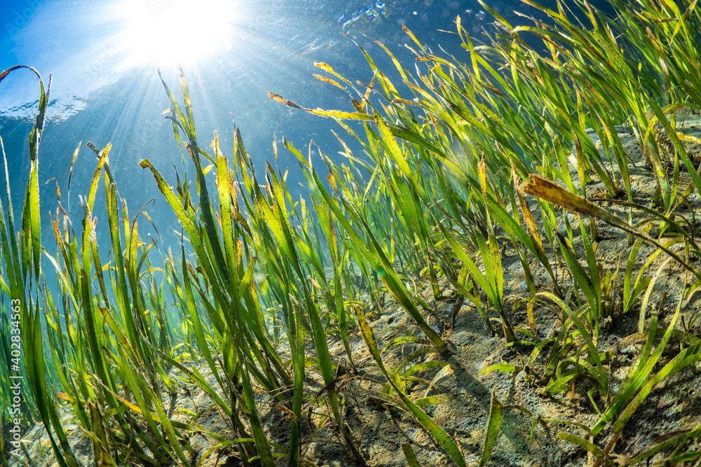 🌊 Happy World Seagrass Day! 🌿 Today, let's celebrate the vital role of seagrass ecosystems in our oceans. Seagrass habitats contribute to marine biodiversity and support local ecosystems.

🌱💙 #WorldSeagrassDay #SeagrassConservation #Morocco #ProtectOurOceans