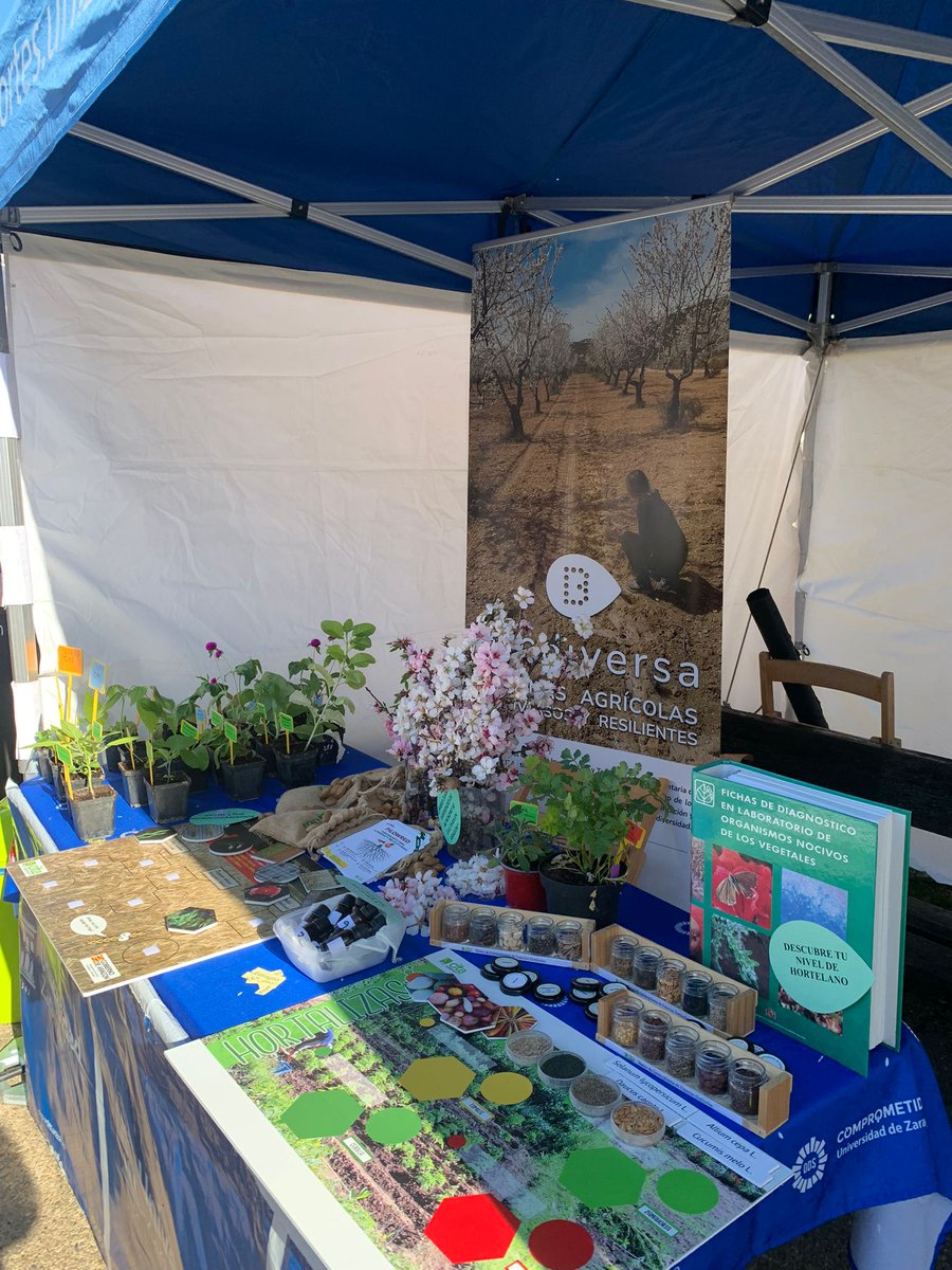 CITAAragon's tweet photo. Esta mañana el CITA ha presentado los proyectos #BIODIVERSA #Agroalnext 🌱 y #ADAPFRUTCC 🍒en el #MercadoAgroalimentario del Campus San Francisco de la @unizar
¡Muchas gracias a todos los que os habéis acercado a conocer estas investigaciones del Dpto. de Ciencia Vegetal!👏😄 https://t.co/ua07GTIoQA
