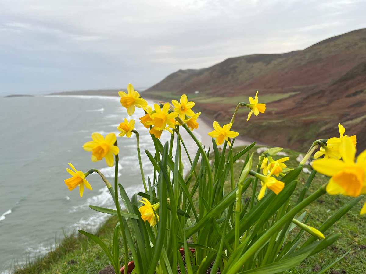 🌼Dydd Gwyl Dewi Hapus! Gadewch i ni ddathlu prydferthwch Cymru - mae arfordir Gŵyr yn rhyfeddu pawb sy'n ymweld. P'un a ydych chi'n cerdded llwybrau arfordirol neu'n edmygu'r golygfeydd, gadewch i ni drysori a gwarchod ysblander naturiol Gŵyr bob dydd. #pethaubychain