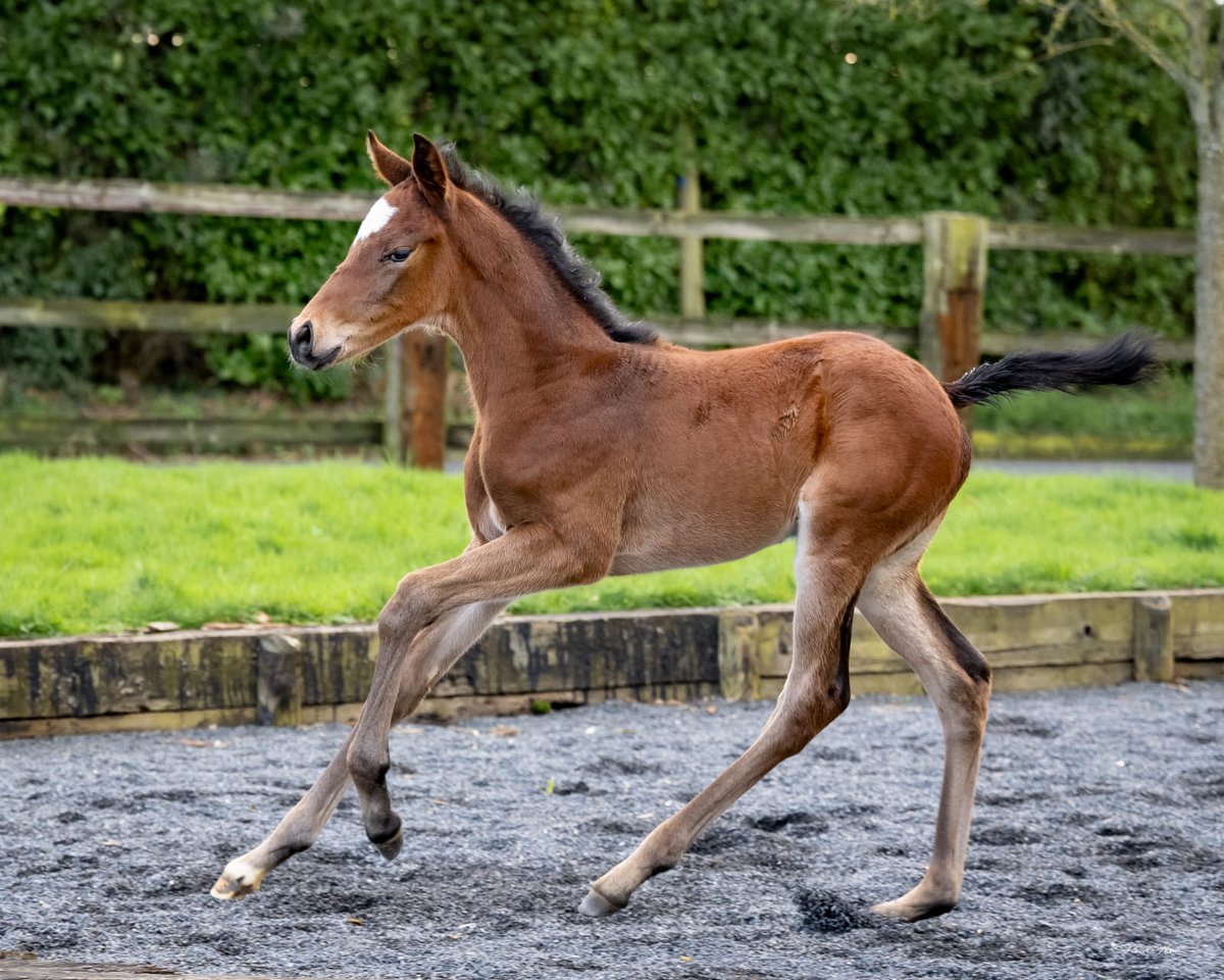 haraslahetraie's tweet photo. #FoalFriday
A nice filly by Histoire Dancer x #GreatPretender. From Al Dancer, Tzar's Dancer, Set Dancer &amp; Jarrousse family. A pedigree full of black type. 

Standing 7 stallions: #Kapgarde, #GreatPretender, #Bathyrhon, #NirvanaDuBerlais, #RomanCandle, #MareAustralis &amp; #Headman https://t.co/nV0EA3Fm2v