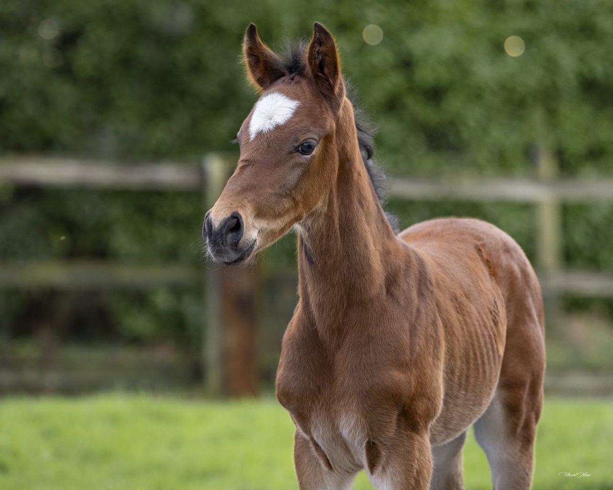 haraslahetraie's tweet photo. #FoalFriday
A nice filly by Histoire Dancer x #GreatPretender. From Al Dancer, Tzar's Dancer, Set Dancer &amp; Jarrousse family. A pedigree full of black type. 

Standing 7 stallions: #Kapgarde, #GreatPretender, #Bathyrhon, #NirvanaDuBerlais, #RomanCandle, #MareAustralis &amp; #Headman https://t.co/nV0EA3Fm2v