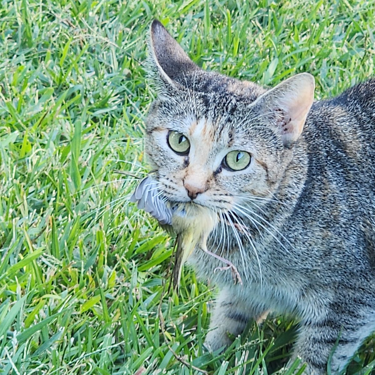 SaveThePaws's tweet image. Yeah @BeckyQuick.... That's what happens to @JoeSquawk when he says to shut up and dribble. Lunch meat...rawwwwrrr! The German shepherd is clearly outnumbered 😸.