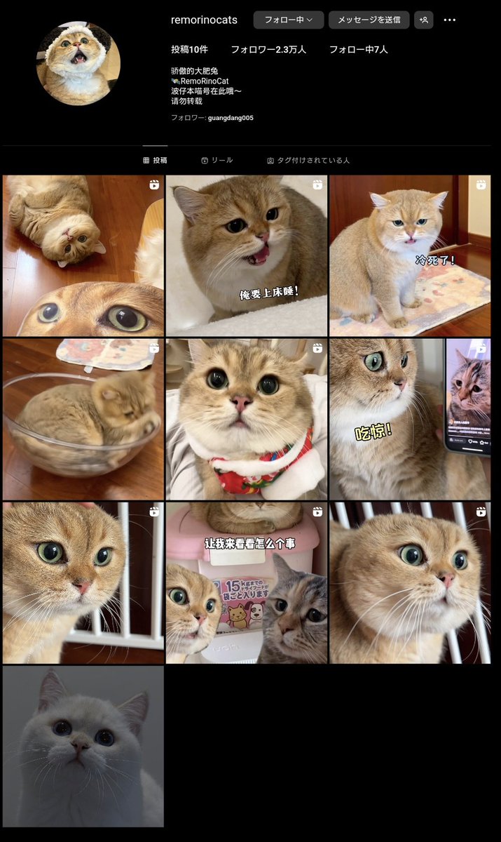 猫ミーム ヤフオクでバイクを売ろうとした人の末路 #猫ミーム #猫マニ - YouTube