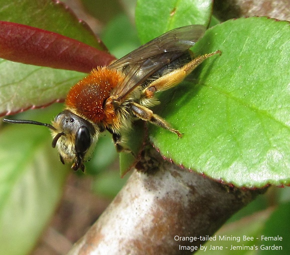 This is a wonderfully furry, female, Orange-tailed Mining Bee in our garden last year 🐝🧡 Really looking forward to the insect life emerging soon🙂 #MHHSBD