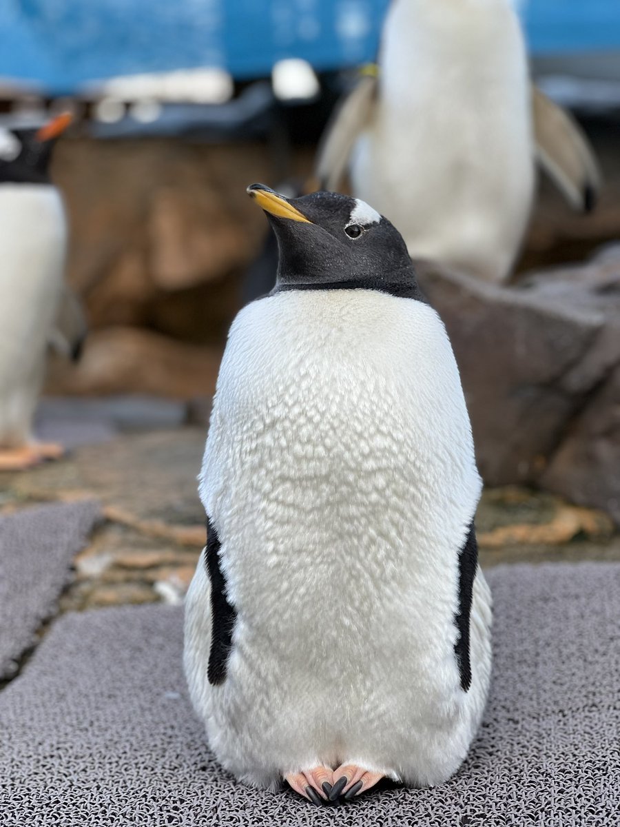 ぎゅーーっと🐧 #ミナミジェンツーペンギン #フロル #生後9ヶ月