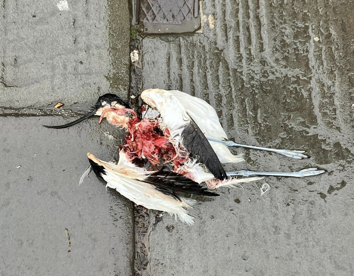 A friend sent this Avocet from Central Bristol on Queens Rd outside Bristol museum. The Peregrine’s have been busy! @bristolmuseum