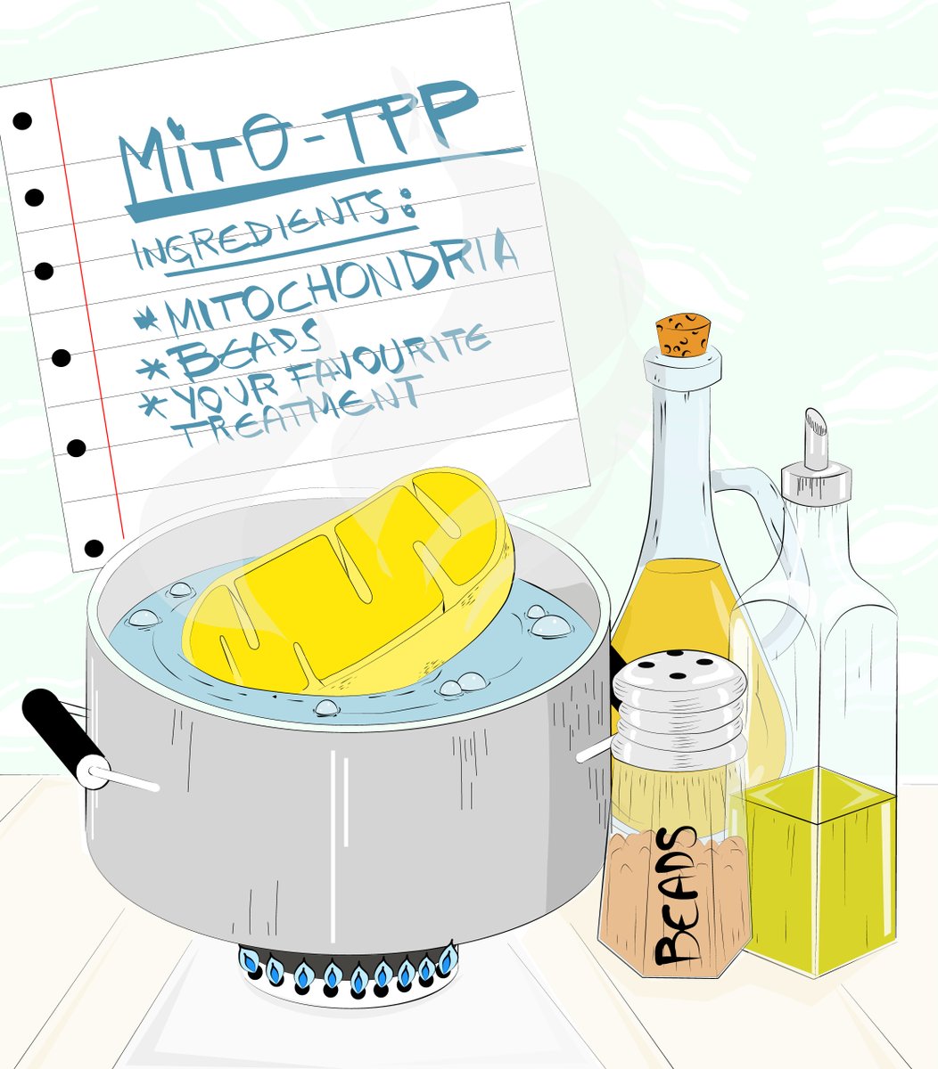 TPP goes subcellular! We are happy to present the preprint from our lab introducing mito-TPP, an optimized TPP workflow that enables the direct application of TPP on isolated mitochondria for the direct and extensive study of the mitochondrial proteome. biorxiv.org/content/10.110…