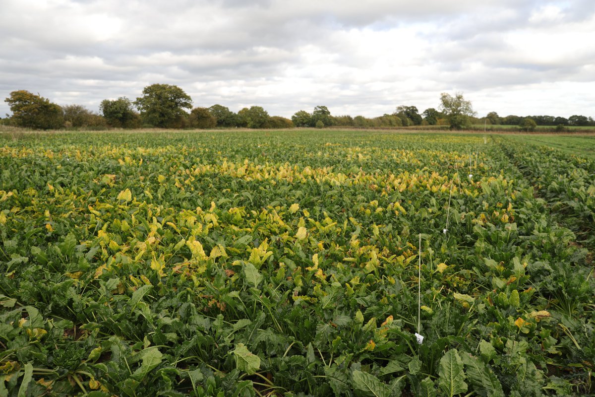 BBRO_Beet (@bbro_beet) on Twitter photo The virus yellows forecast estimates the incidence of virus infection at 83% for 2024 (without control measures), triggering the use of Cruiser SB, with strict conditions for use. bbro.co.uk/media/51221/24… <a href="/Rothamsted/">Rothamsted Research</a> <a href="/BritishSugar/">British Sugar</a> <a href="/NFUSugar/">NFU Sugar</a> The virus yellows forecast estimates the incidence of virus infection at 83% for 2024 (without control measures), triggering the use of Cruiser SB, with strict conditions for use. bbro.co.uk/media/51221/24… <a href="/Rothamsted/">Rothamsted Research</a> <a href="/BritishSugar/">British Sugar</a> <a href="/NFUSugar/">NFU Sugar</a>