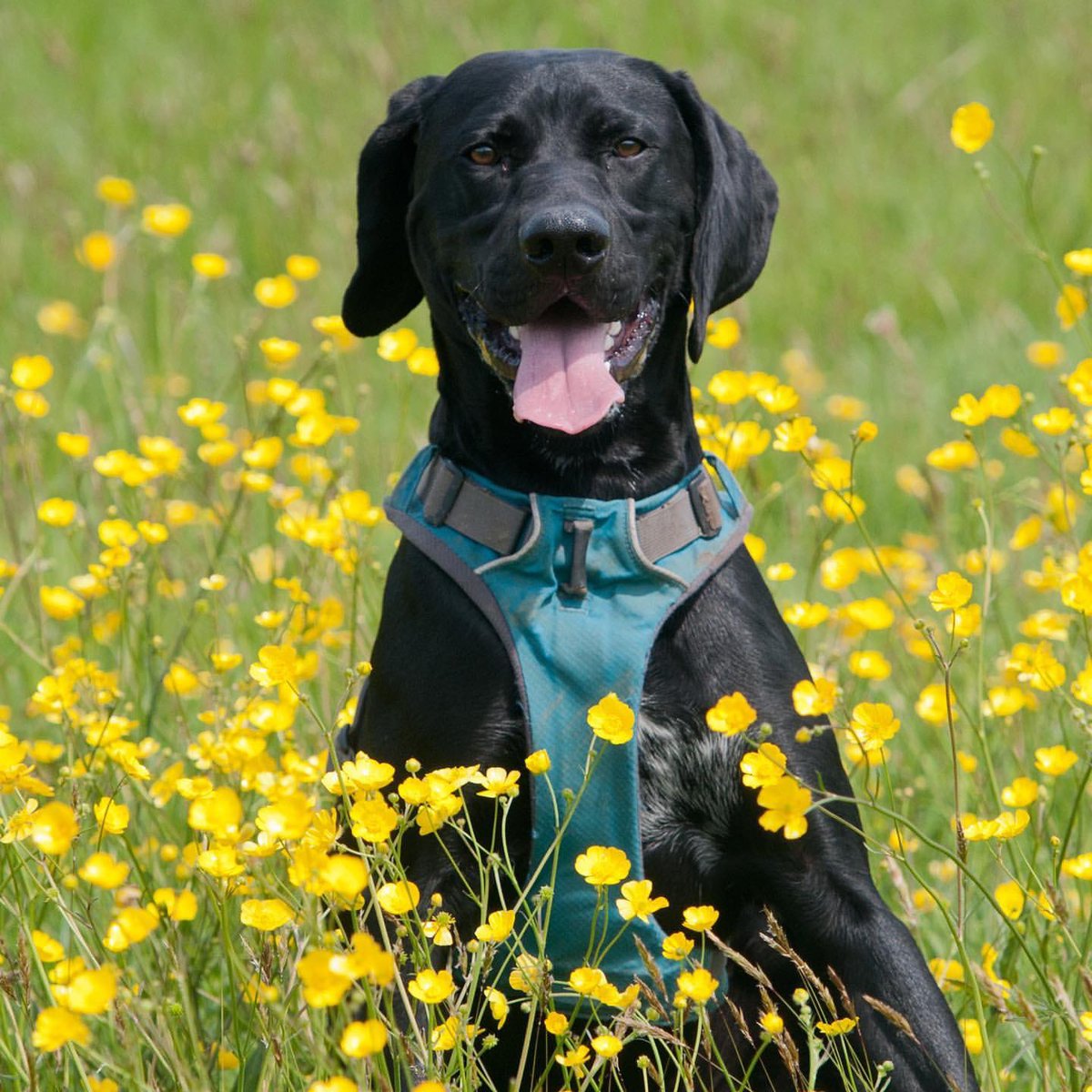 Happy St David's Day! Dydd Gŵyl Dewi Hapus! 🏴󠁧󠁢󠁷󠁬󠁳󠁿 St David’s last words to his followers came from a sermon he gave. ‘Be joyful, keep the faith, and do the little things that you have heard and seen me do.’
These words are just perfect for today. ❤️

#DyddGŵylDewiHapus #StDavidsDay