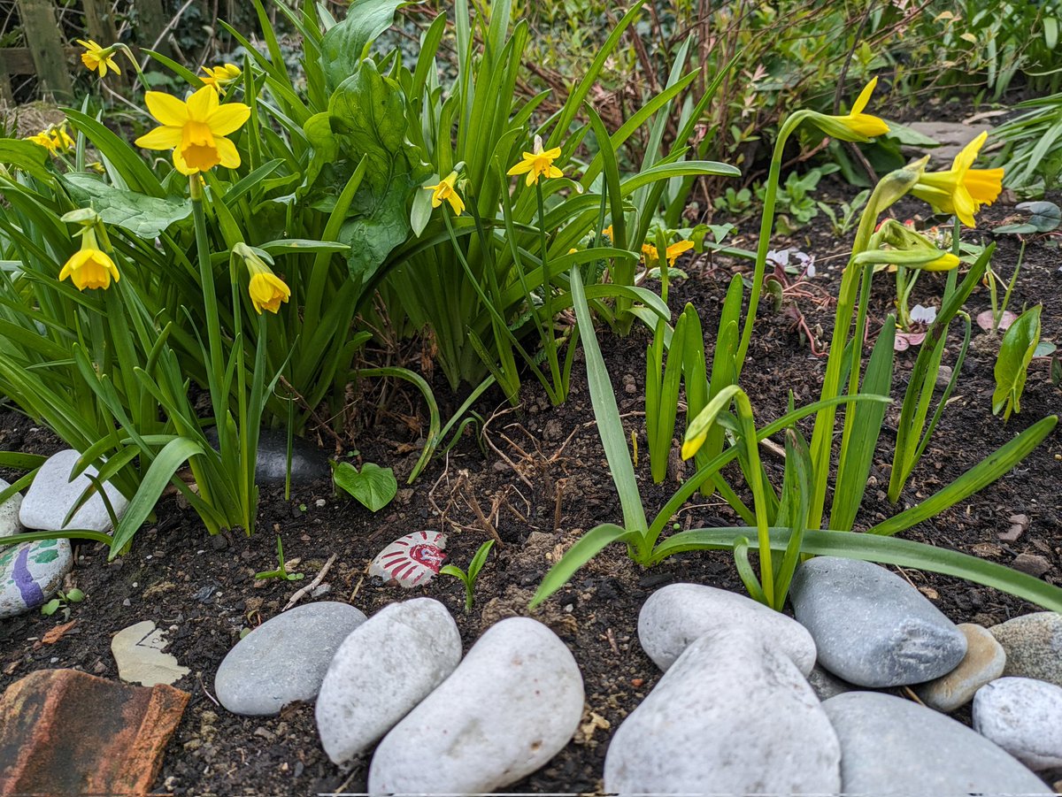 Dydd Gŵyl Dewi Hapus! Happy St David's Day! Here's hoping for some warm March weather for all our garden seedlings ☀️🌱 @GrowWellCardiff