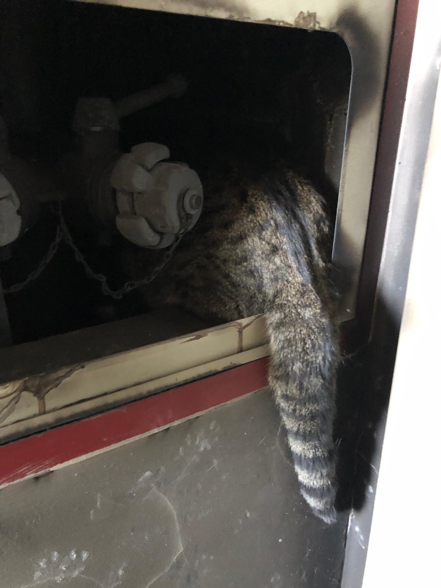 Bombers Ajuntament València (@bomberosvlc) on Twitter photo Realizando labores de recuperación de enseres y documentación en #incendioCampanar rescatamos gato superviviente 🐱 en la hornacina de la columna seca
Entregamos a sus dueñas con gran satisfacción
<a href="/AjuntamentVLC/">Ajuntament València</a> Realizando labores de recuperación de enseres y documentación en #incendioCampanar rescatamos gato superviviente 🐱 en la hornacina de la columna seca
Entregamos a sus dueñas con gran satisfacción
<a href="/AjuntamentVLC/">Ajuntament València</a>