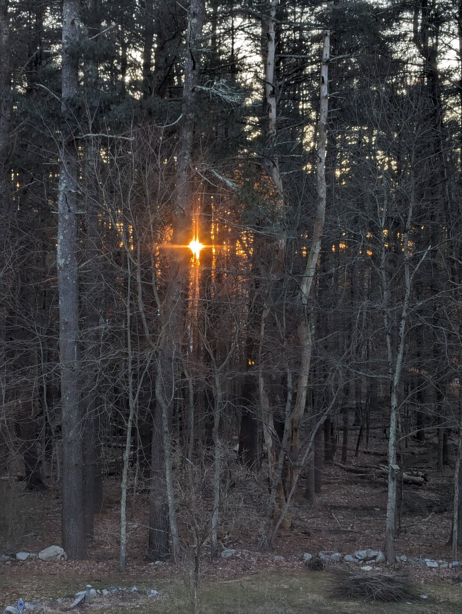 March 1 sunrise through the trees. Making its way left these days. 😍