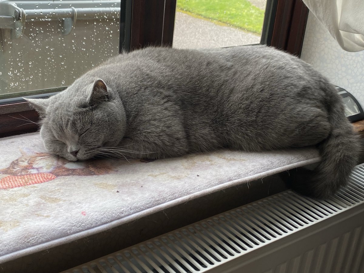 sarahmog's tweet photo. Leo warming his tail on radiator on rainy day #CTsOfTwitter https://t.co/HBzbulNSMu