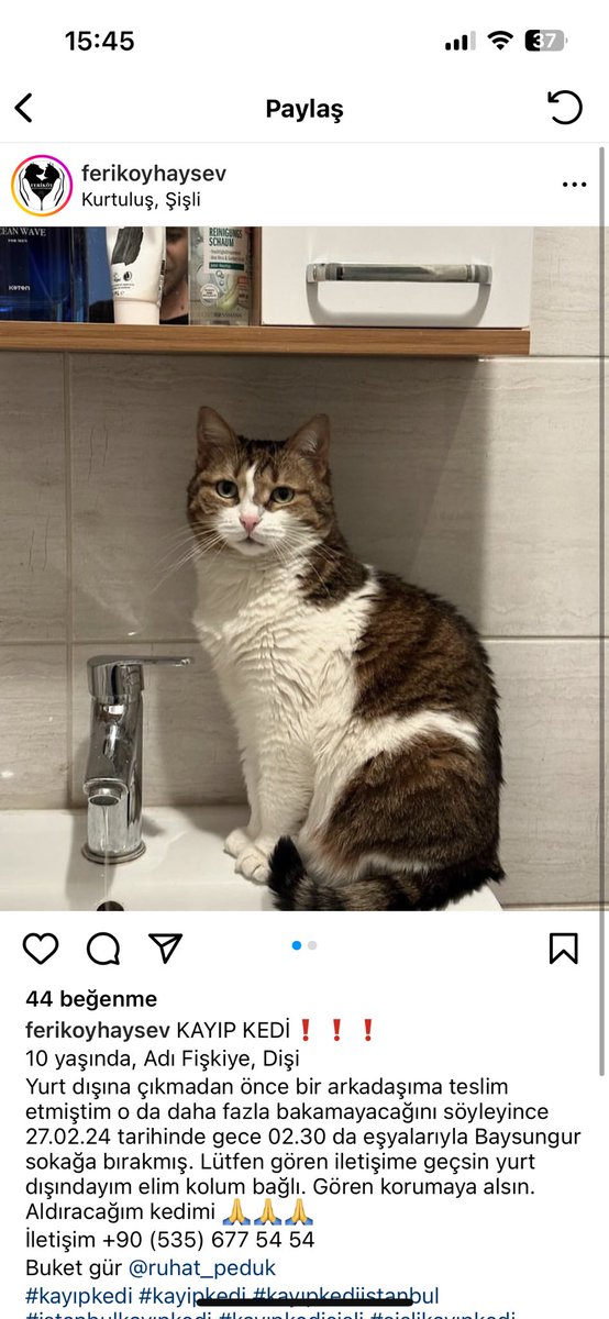 KAYIP KEDİ İSTANBUL/ BAYSUNGUR CİVARI LÜTFEN RT ACİL ‼️ 🆘 🚨