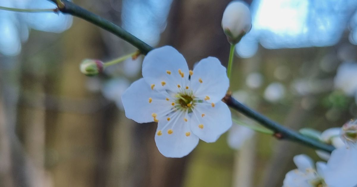 Plum Blossom All we see, is the beginnings of our favourite season, and time to at least plan what we would like to eat this year. Who’s up for a bit of our Paul’s fruit crumble when its time? We’ll pop some in for you.