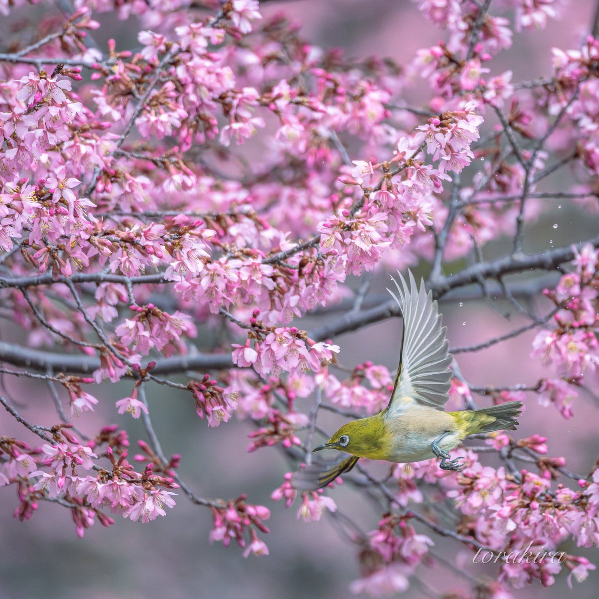 花から花へ オカメザクラは、美味しいんやろね #野鳥 #メジロ