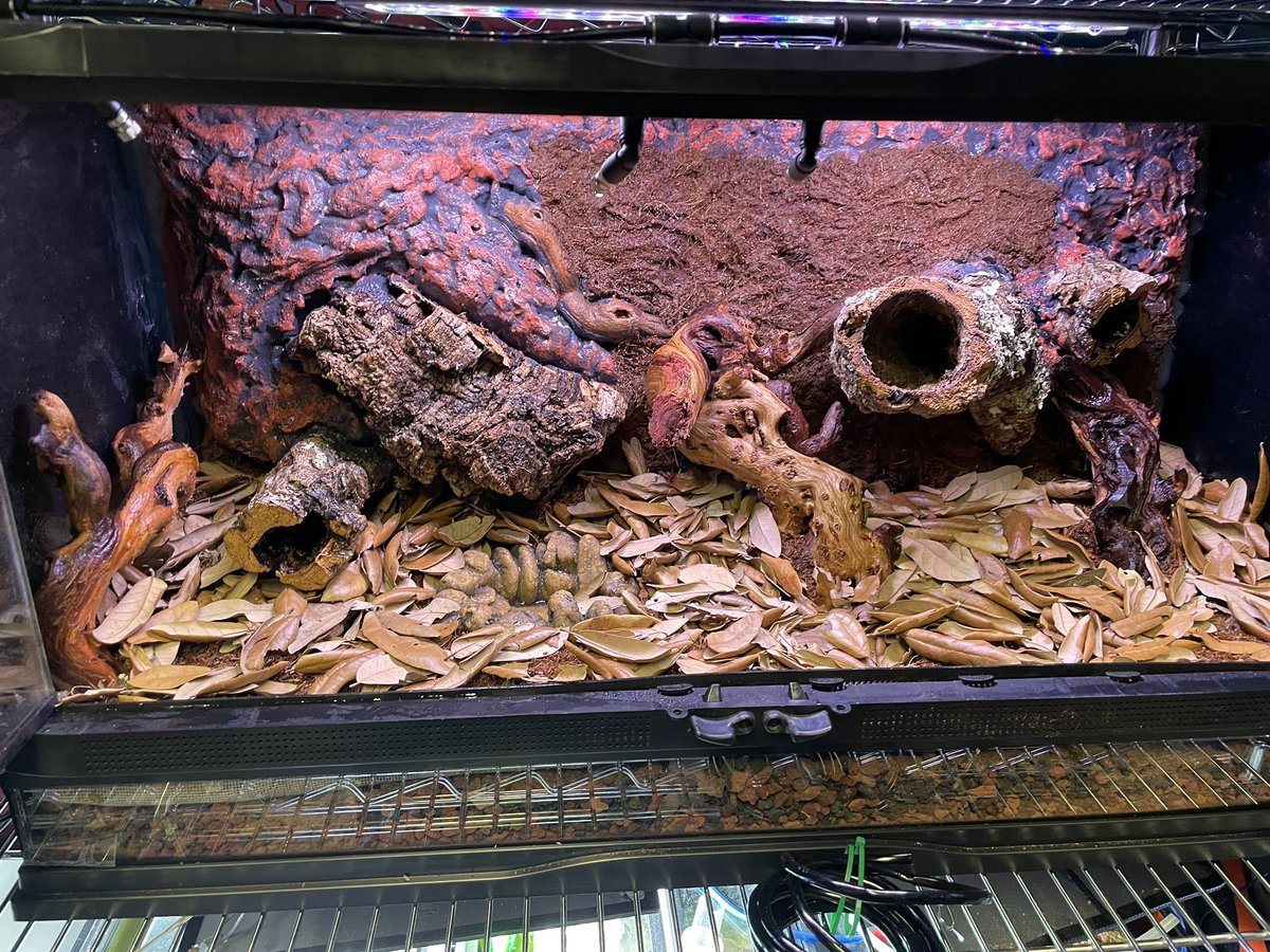 IsopodsAndMore's tweet image. Installed water reservoir and misting device.  Added an ABG mix and some leaf litter. Added Oreo crumble isopods and springtails to the new terrarium.  Next up find the right plants to make it green looking.  #dartfrogs #terrarium #diy #livebioactive #isopods #springtails…