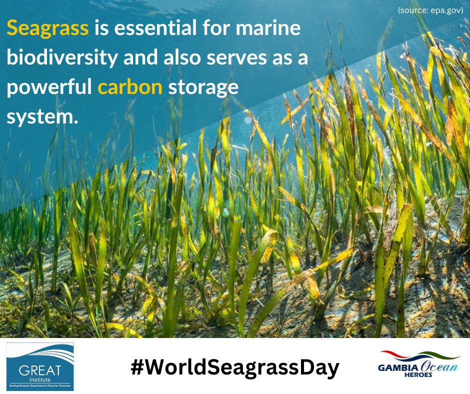 Join us in recognizing the incredible benefits and beauty of seagrass ecosystems. Let's protect and preserve these vital habitats for a sustainable future. #WorldSeagrassDay #ProtectOurSeas