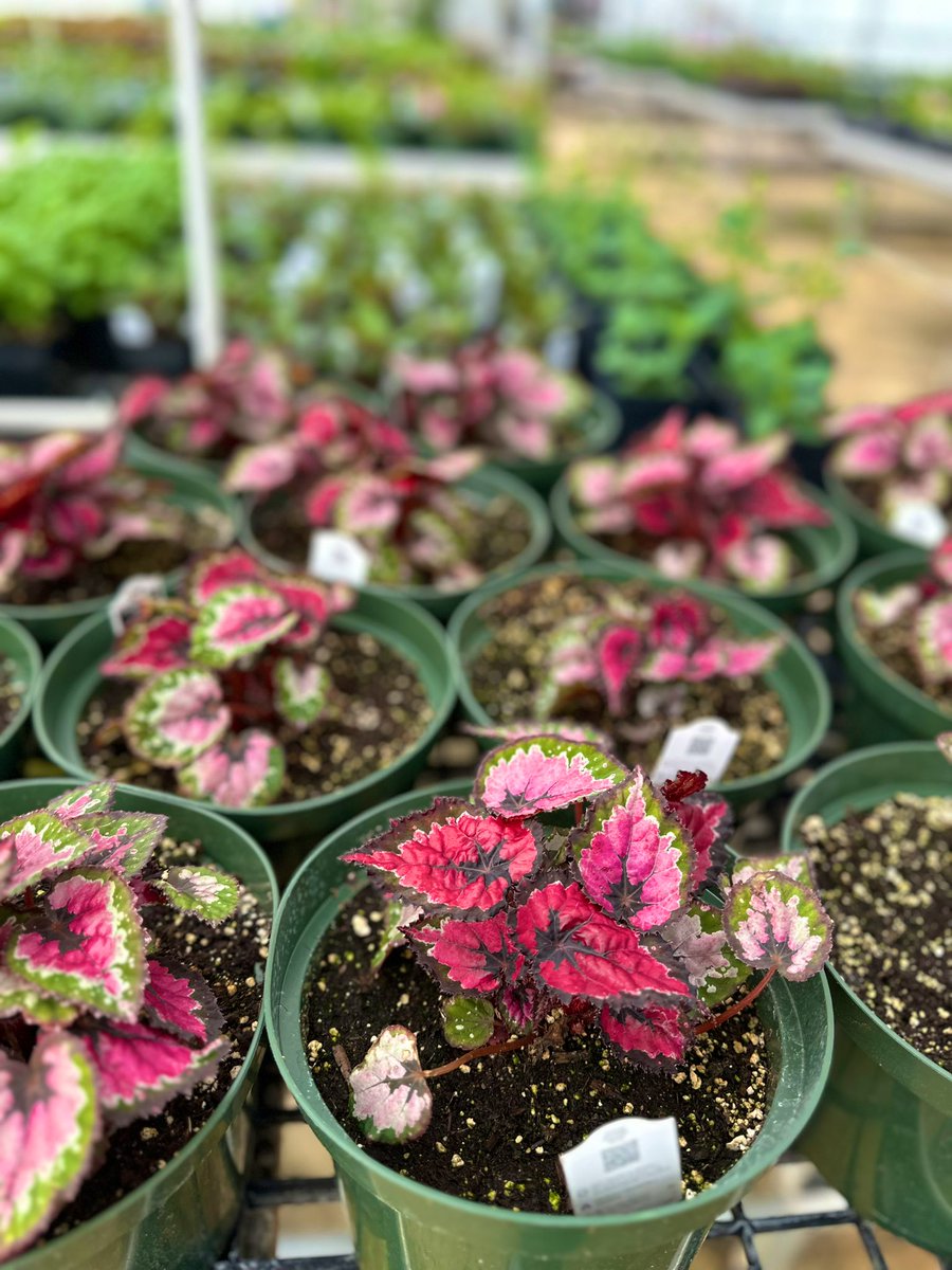 Happy Friday from Phlox and Begonias this morning showing off new blooms opening and new variegated growth showing. 🪴