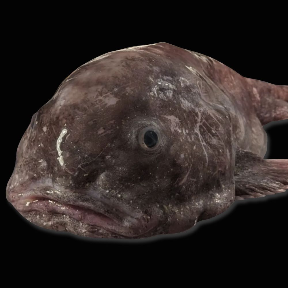 🦑NEW EPISODE🐟 Are you looking for a podcast that contains the return of the blobfish, golden crochet hooks and rare deep-sea squid? Well, look no further than our newest episode of The Deep-Sea Podcast! Listen here: bit.ly/49z7guh