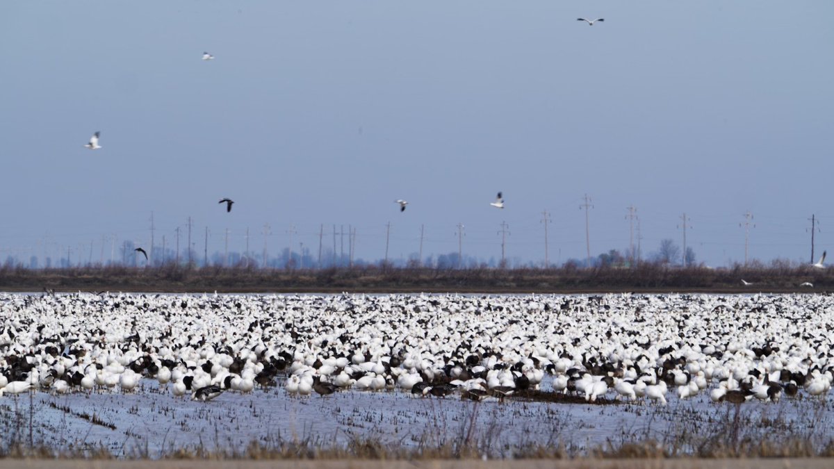 is it time to move past the conservation order? new snow numbers are out, listen to the podcast: apple.co/436JSC8

#texas #snowgoose #conservation #waterfowl #outdoors