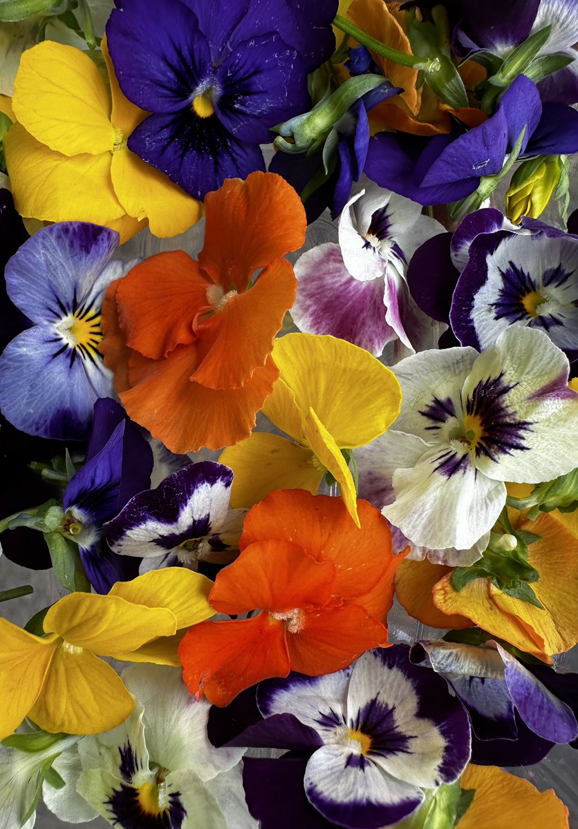 Did you know violas aren’t just pretty to look at? These delicate flowers are also edible! Add a pop of colour and flavour to your dishes with these little beauties. From salads to desserts, violas are versatile and delightful. #EdibleFlowers #Violas #GourmetCooking 🌸