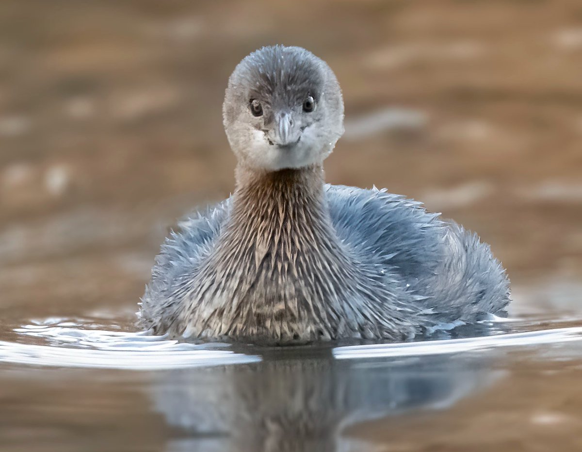 OurActivate's tweet image. How about filling up your screen with a few #forwardfacing birbs for #Friday !!!
.
.
.
.
.
.
.
.
#fridaymorning #fridayvibes #cuteanimals #wildlife #birds #BirdsOfTwitter