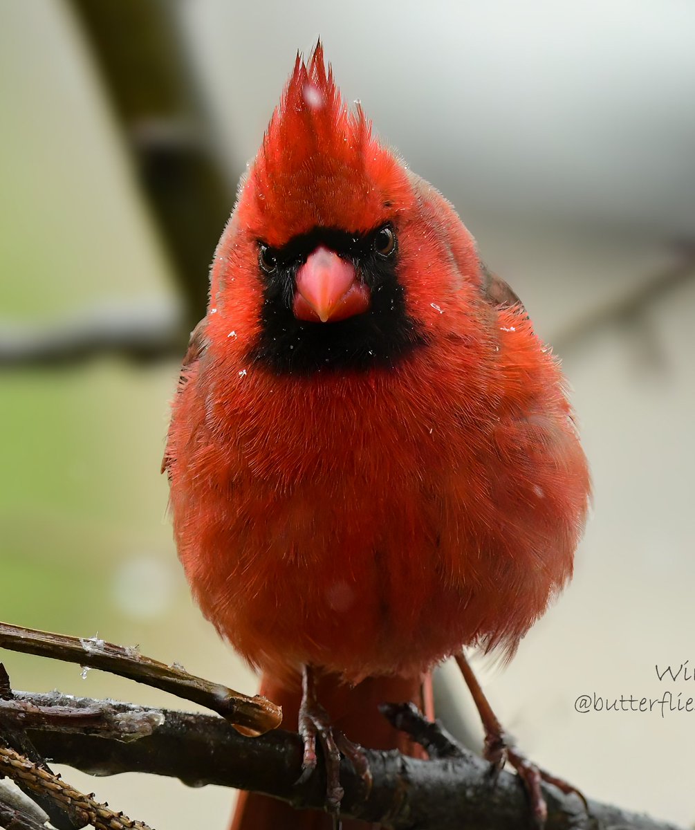 OurActivate's tweet image. How about filling up your screen with a few #forwardfacing birbs for #Friday !!!
.
.
.
.
.
.
.
.
#fridaymorning #fridayvibes #cuteanimals #wildlife #birds #BirdsOfTwitter
