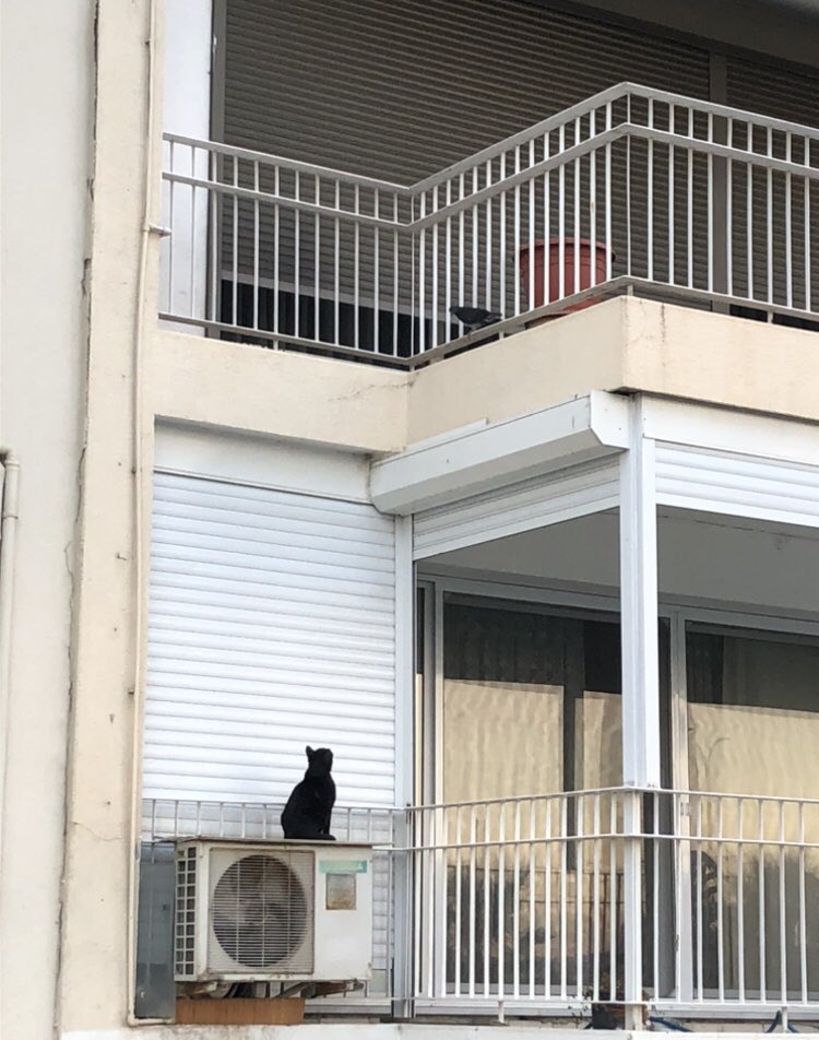 DIskeceli's tweet image. İnsan, kem küm etse de konuşabilir. İsterse sokağa çıkar, diklenir, över, direnir, söver, hakkını arar vb. Ancak doğanın, denizlerin, ağaçların ve hayvanların böyle bir şansı yoktur. Onlar dilsizdir. İşte bu yüzden hep onların tarafını tutarım.