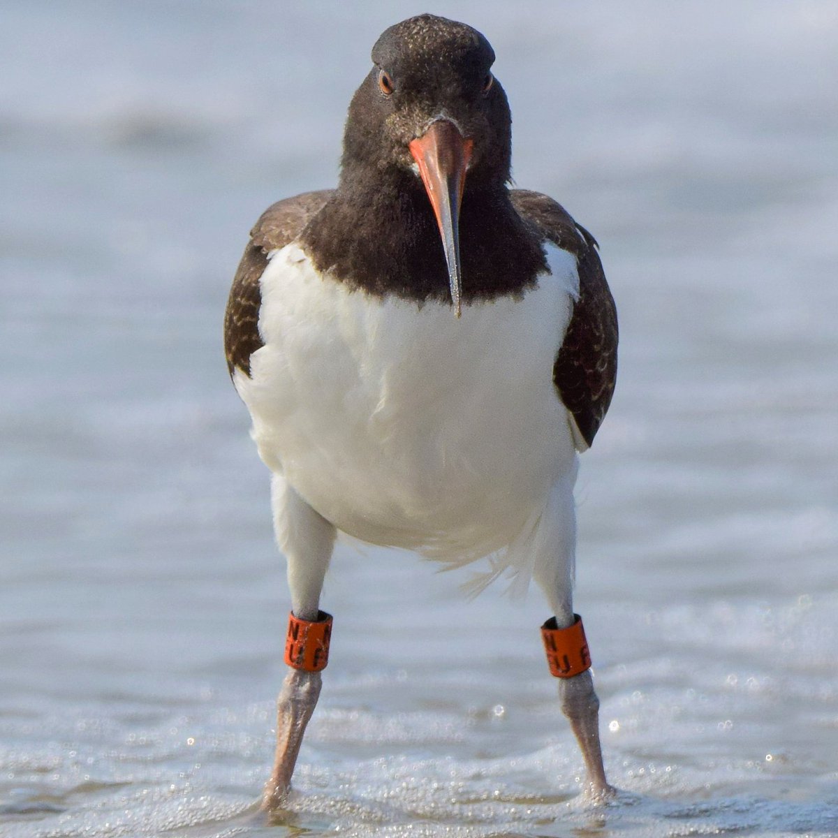 OurActivate's tweet image. How about filling up your screen with a few #forwardfacing birbs for #Friday !!!
.
.
.
.
.
.
.
.
#fridaymorning #fridayvibes #cuteanimals #wildlife #birds #BirdsOfTwitter