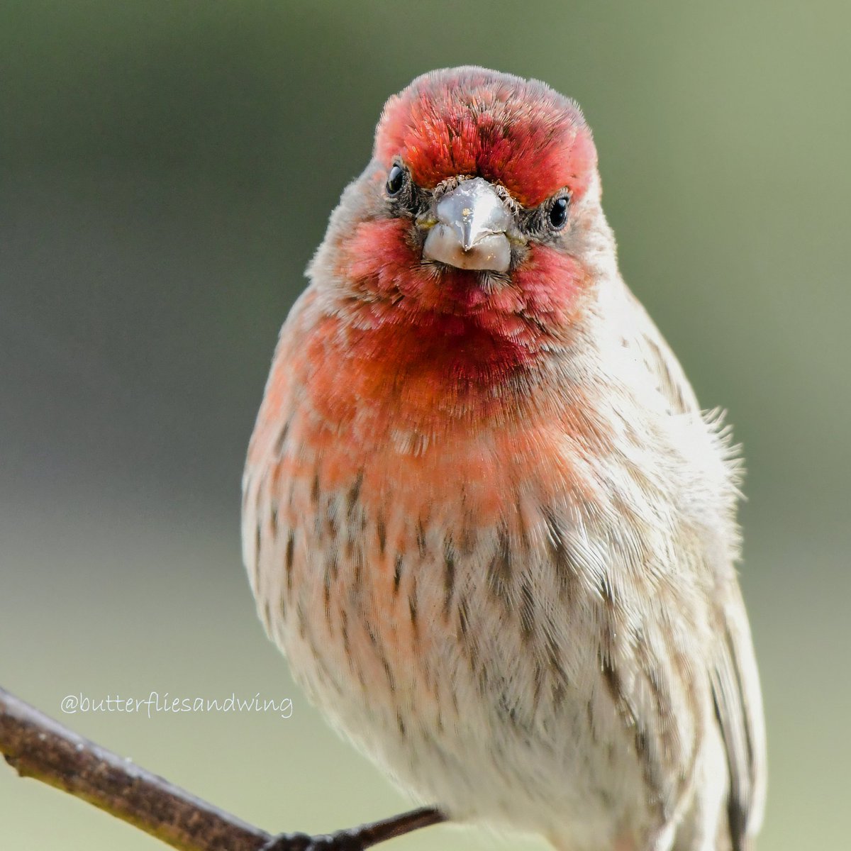 OurActivate's tweet image. How about filling up your screen with a few #forwardfacing birbs for #Friday !!!
.
.
.
.
.
.
.
.
#fridaymorning #fridayvibes #cuteanimals #wildlife #birds #BirdsOfTwitter