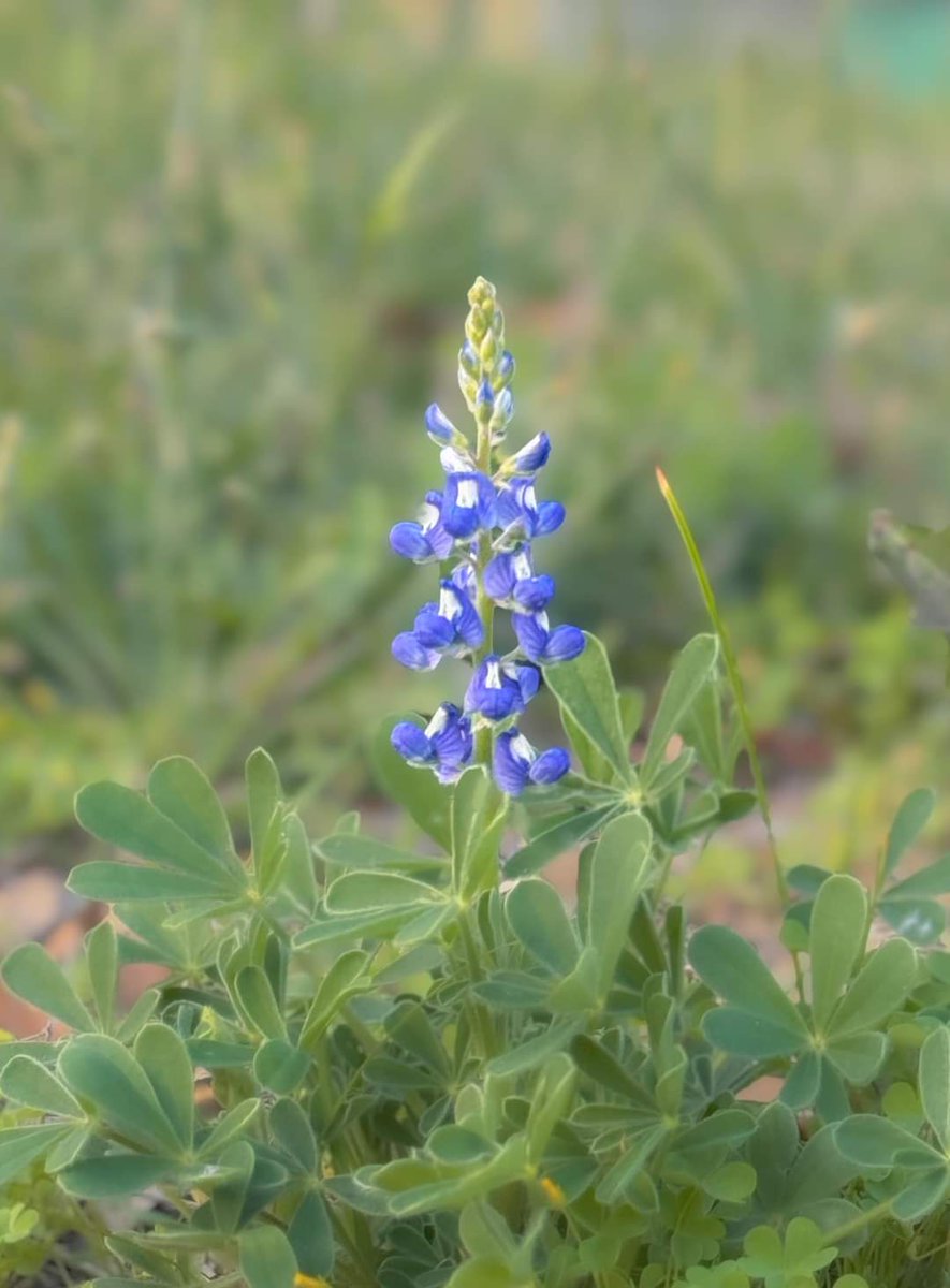 Howdy Y'all from the Texas Hill Country our first Bluebonnet wildflower here at the Homestead 🇺🇸