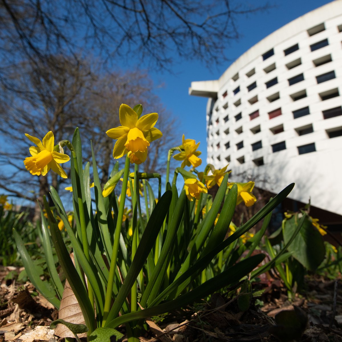 Dydd Gŵyl Dewi Hapus / Happy St David's Day Sussex! We love our springtime daffodils dotted across campus!🌼💛🏴󠁧󠁢󠁷󠁬󠁳󠁿