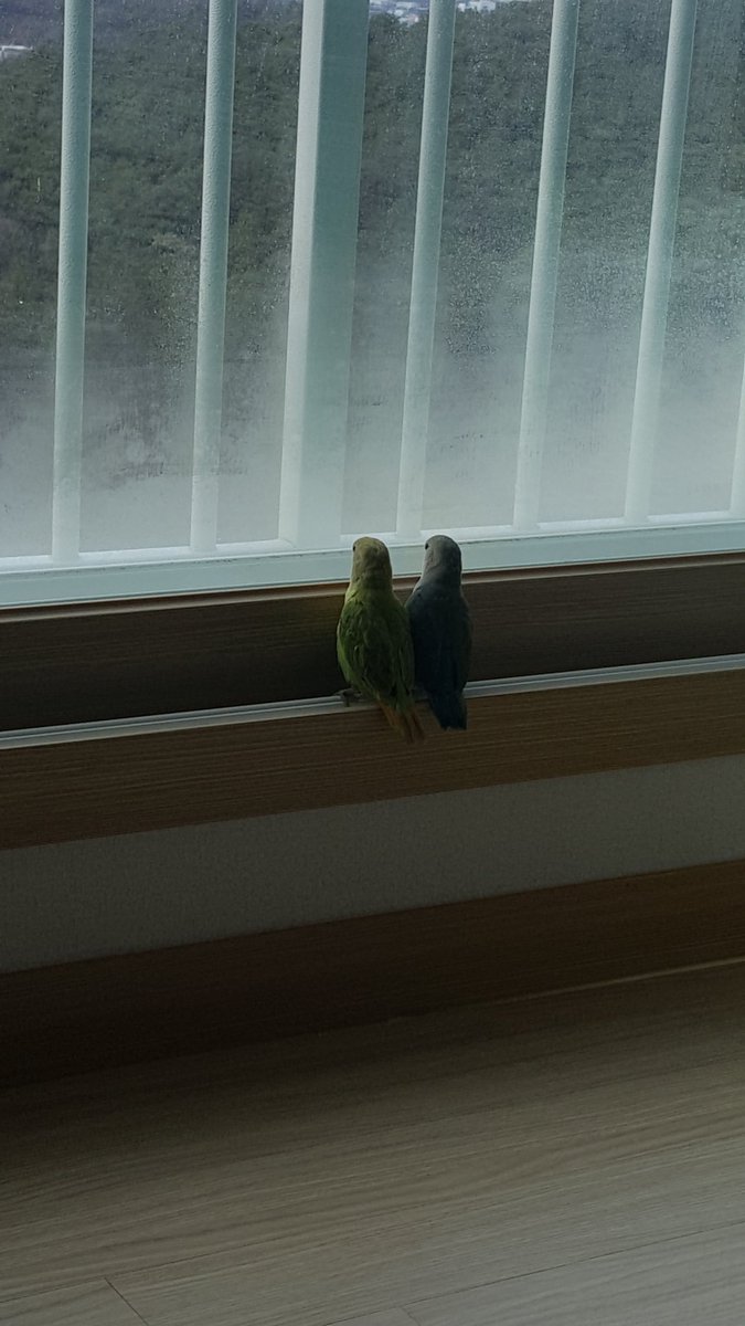 이건 애기 탐니랑 애기 블루