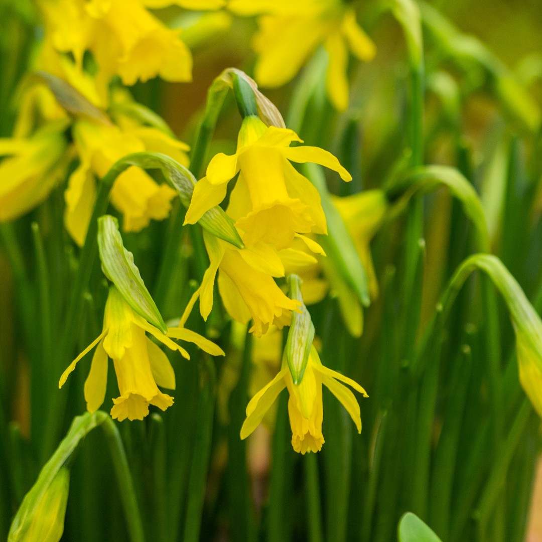 Dydd Gŵyl Dewi Hapus! Daffodils (Narcissus) have long been associated with Wales as their appearance coincides with St David's Day. Other names such as 'Lent lilies' and 'Easter bells' point to their importance as symbols of spring and Easter. #stdavidsday #daffodils